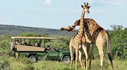 tsis-giraffes